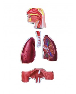 Hamaha Educational Wooden Toy Respiratory System bul-Tati Puzzle